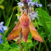 Deilephila porcellus